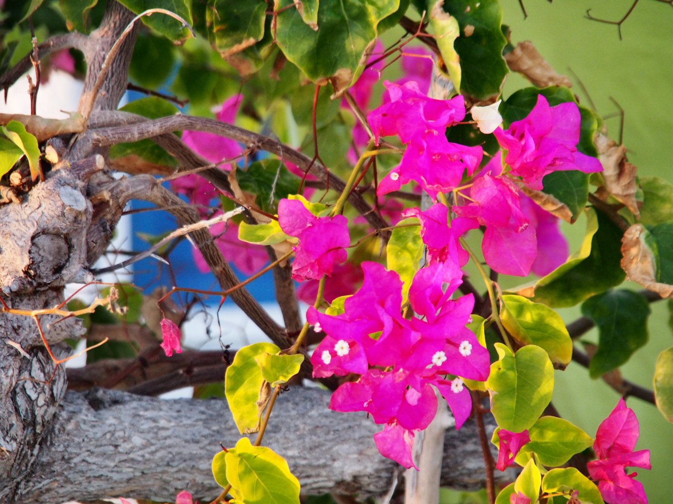 20251017 karpathos 170871