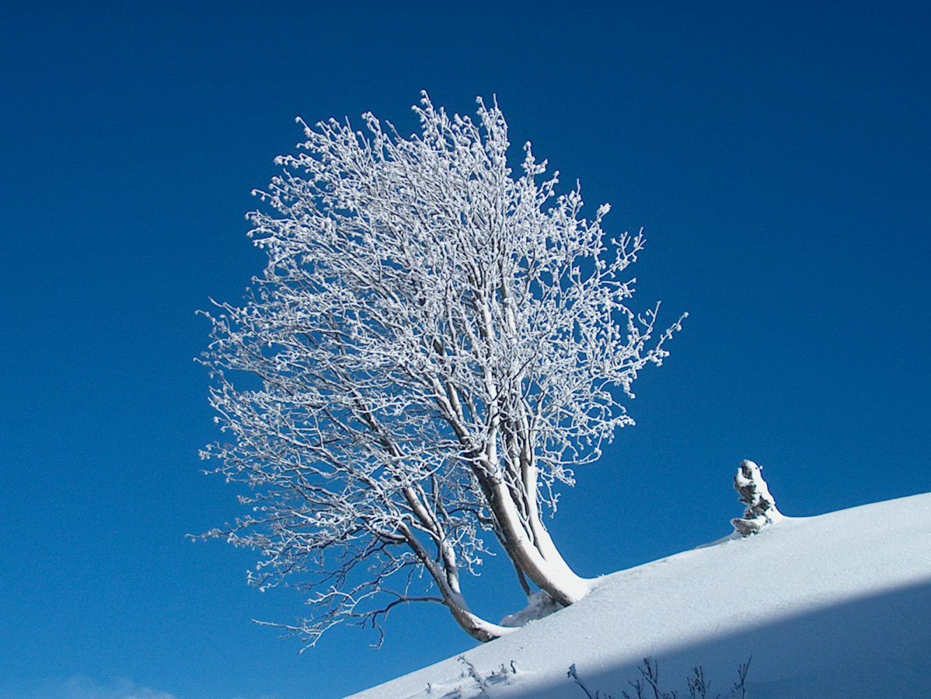Nouvel an à Bossetan